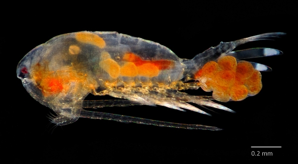 Photo of Leptodiaptomus connexus by Ian Gardiner